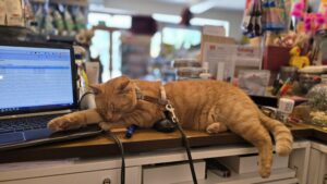 inbound526420465968450958